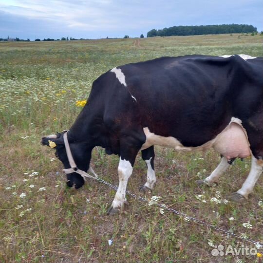 Корова дойная