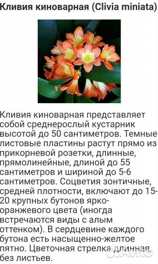 Кливия- взрослые