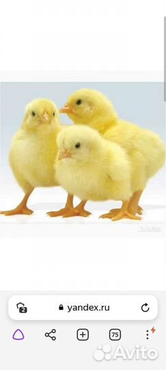 Цыплята бройлеры