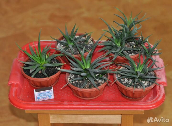 Комнатные растения. Хавортии