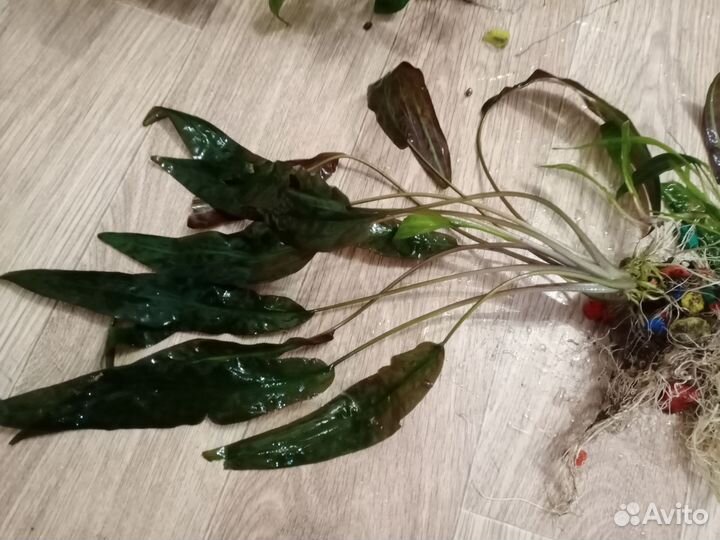 Растения для аквариума