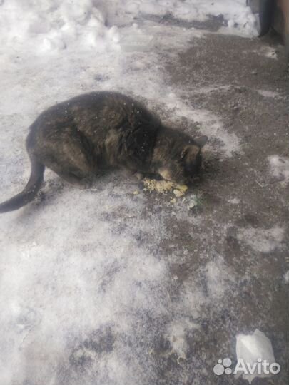 Бездомная кошечка