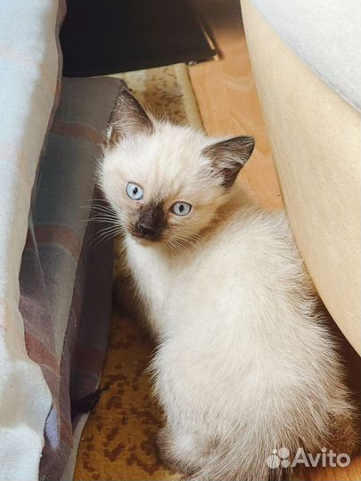 Котята сиамские
