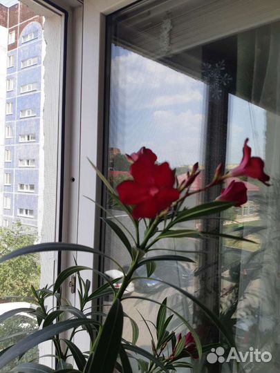 Олеандр срезка