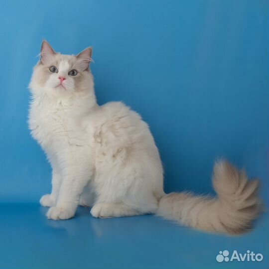 Котик Ragdoll в разведение/любимцы