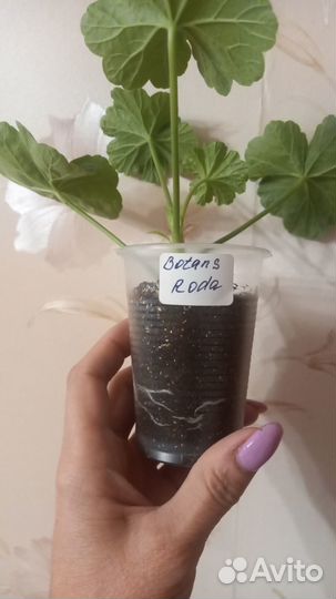 Сортовая пеларгония