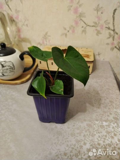 Антуриум красный и розовый