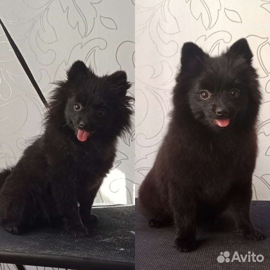 Стрижка собак/Груминг/Грумер