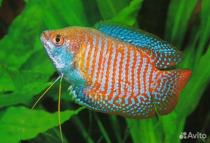 Лялиус кобальт, красный. Аквариумные рыбки