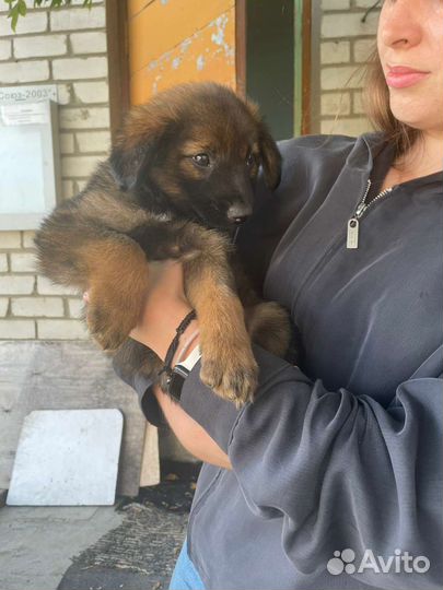 Щенок мальчик в добрые руки бесплатно