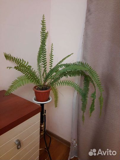 Комнатные цветы