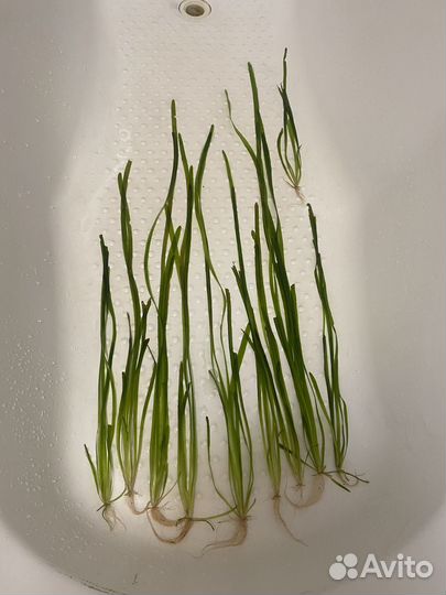 Валлиснерия