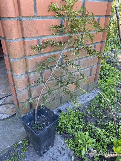 Туя западная Ауреоспиката