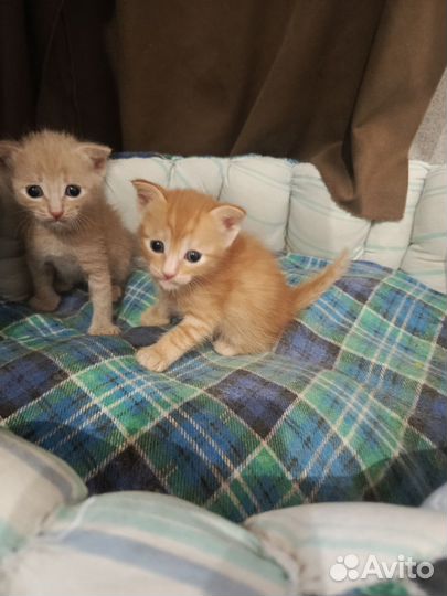 Кошки в добрые руки бесплатно