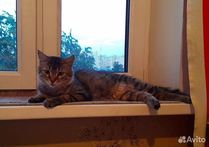 Котята ищут дом