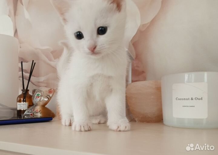 Отдам в добрые руки