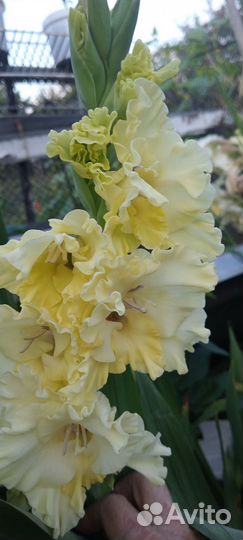 Гладиолусы махровые на срез для букета