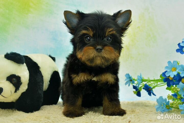 Цветной йорк, мальчик Лаки