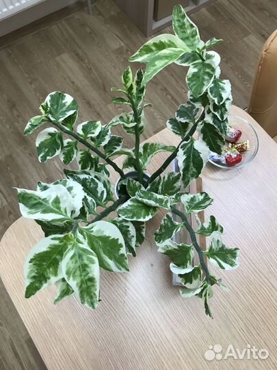 Комнатный цветок Педилантус