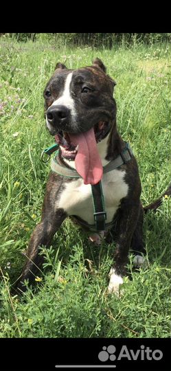 Щенки питбультерьера