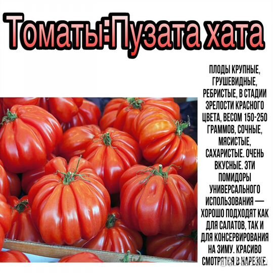 Рассада помидор