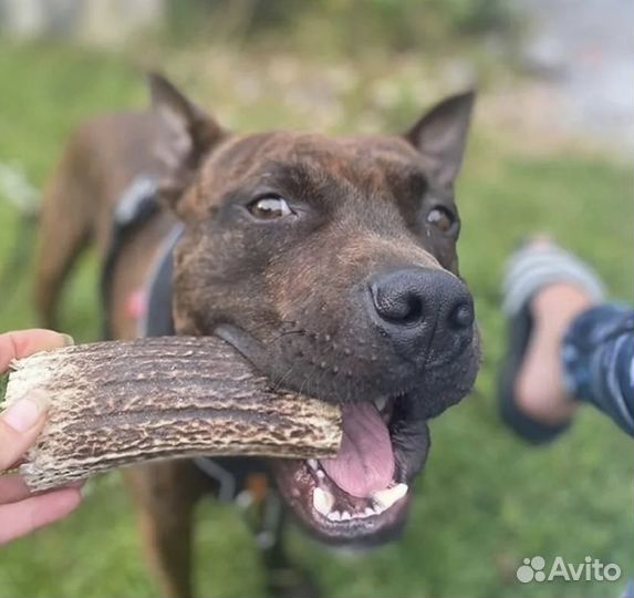 Лакомства для собак