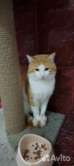 Котик в добрые руки