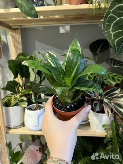 Сансиверии