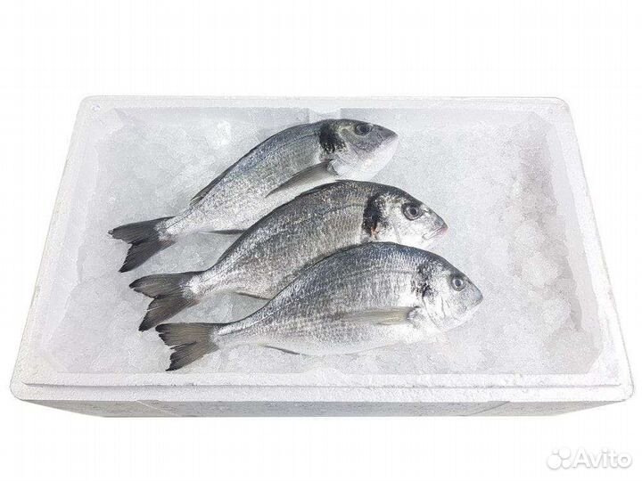 Сёмга, Дорадо, Сибас, рыба, морепродукты