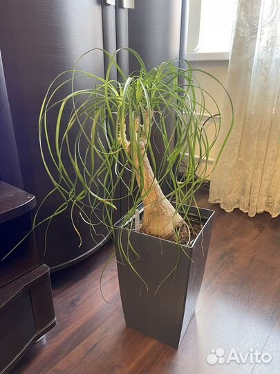 Бокарнея нолина пальма