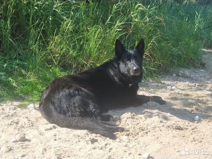 Вязка кобель вео