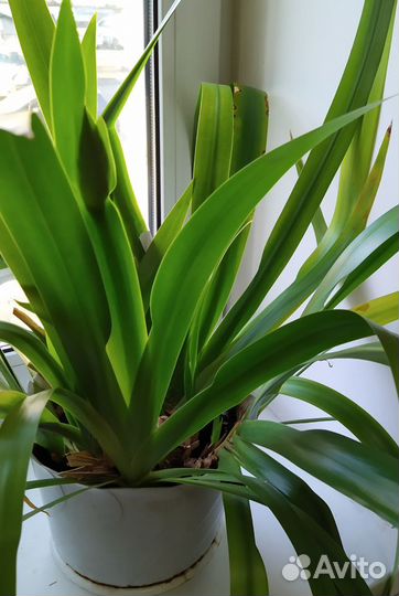 Неомарика лимонно-голубая