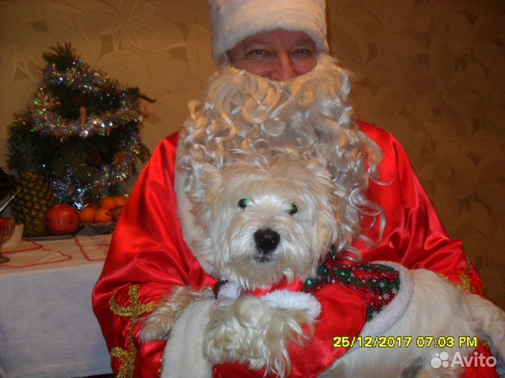 Передержка на дому