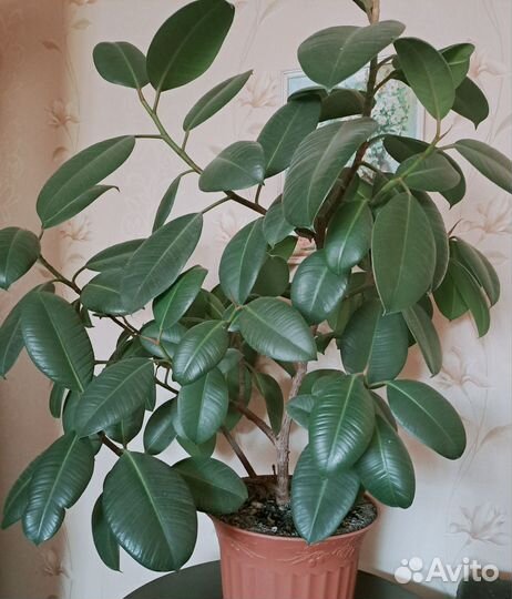 Фикус каучуконосный эластика