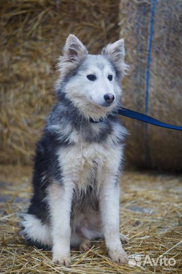 Егорка ждёт хозяина