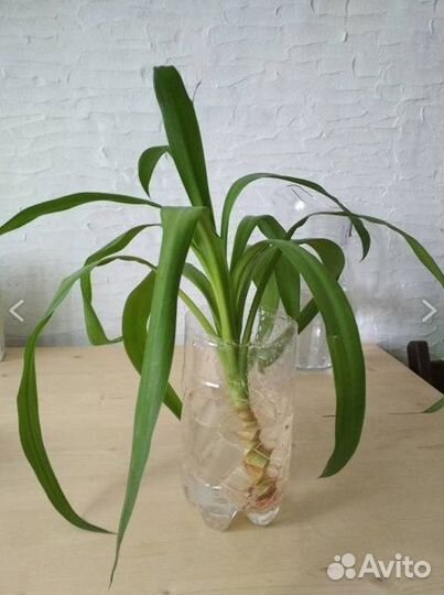 Комнатные домашние растения