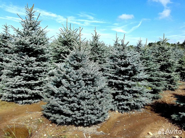 Голубая ель с доставкой