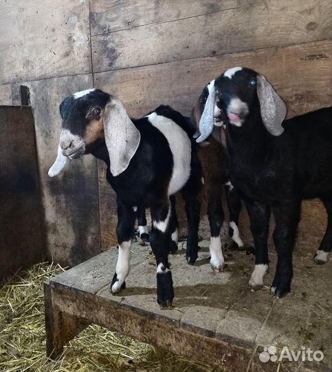 Англо нубийские козлята