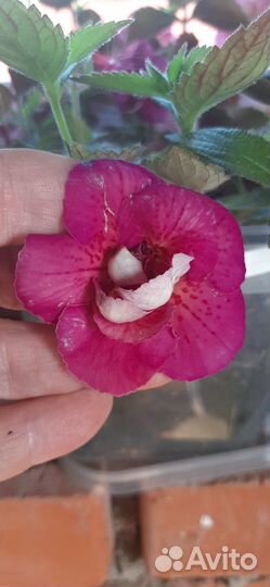 Комнатные цветы