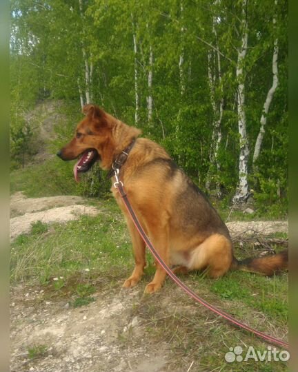 Метис лайки с овчаркой