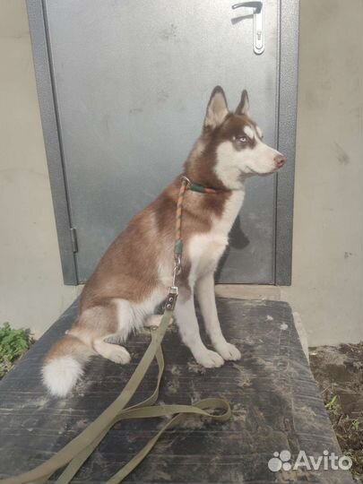 Услуги грумера. Линька. Мытье