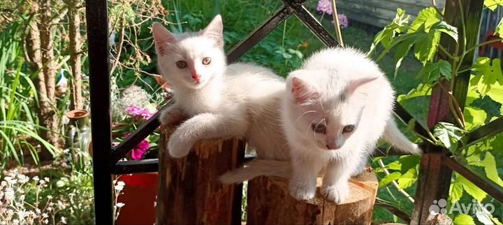 Белые котята