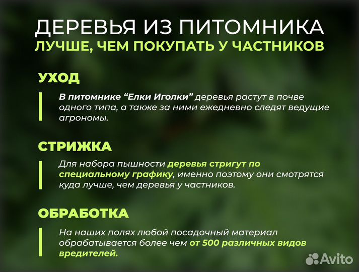 Ель Голубая 3,3 м