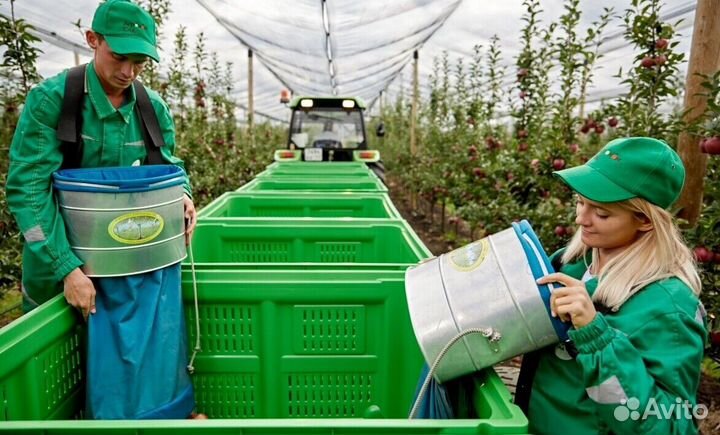 Работа Сборщиком яблок. Вахта