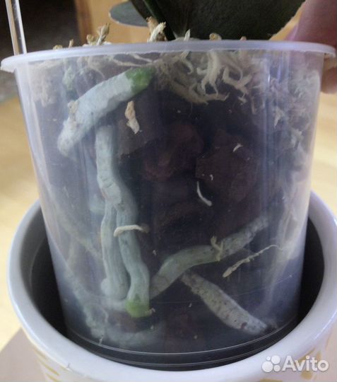 Орхидея фаленопсис Желтый шоколад KS Balm 