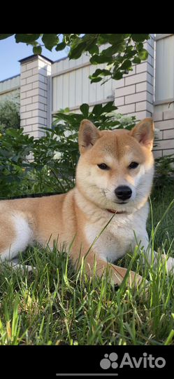 Вязка сиба ину девочка