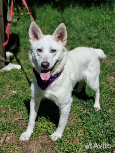 Супра ищет дом