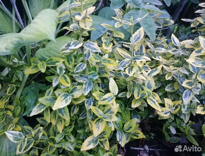 Бересклеты