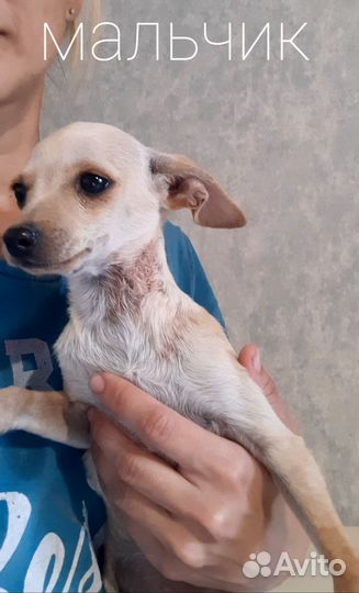 Той-терьер щенки