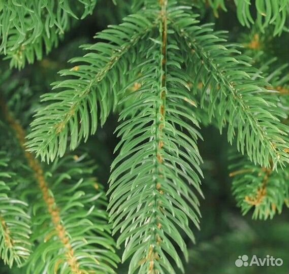 Елка искусственная новогодняя 180-250 см